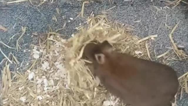 Bunny Life Sharing #funny #bunny #rabbit #foryoupage #fyp