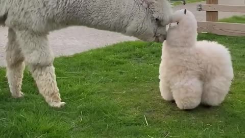 I hope the lovely alpaca will bring you a good mood