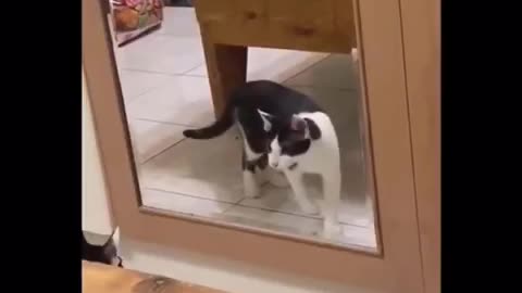 Funny cat video