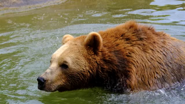 bear playing in the river