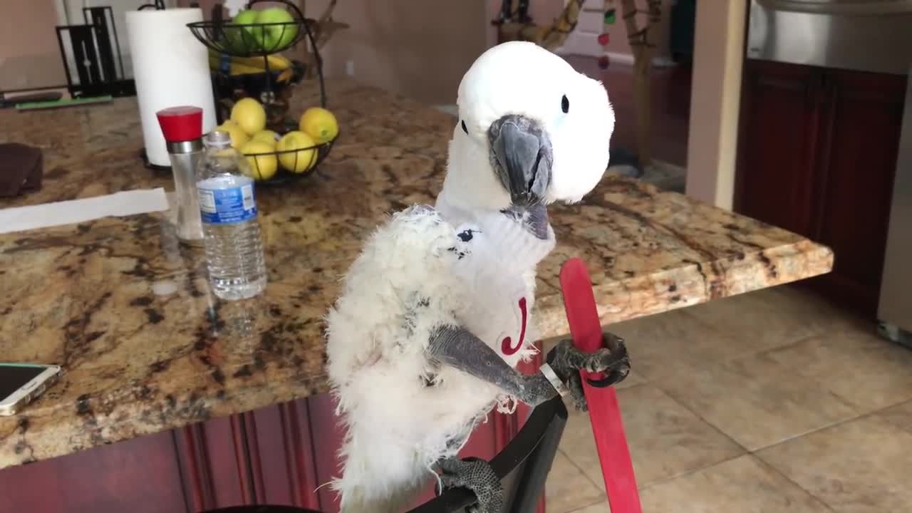 Parrot picks her favorite color _Best funny parrots videos