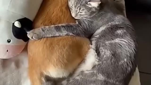 Watch our kittens and pup become best friends ♥️♥️