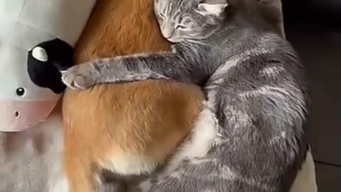 Watch our kittens and pup become best friends ♥️♥️