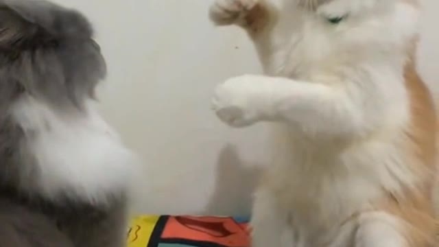 funny cat fight