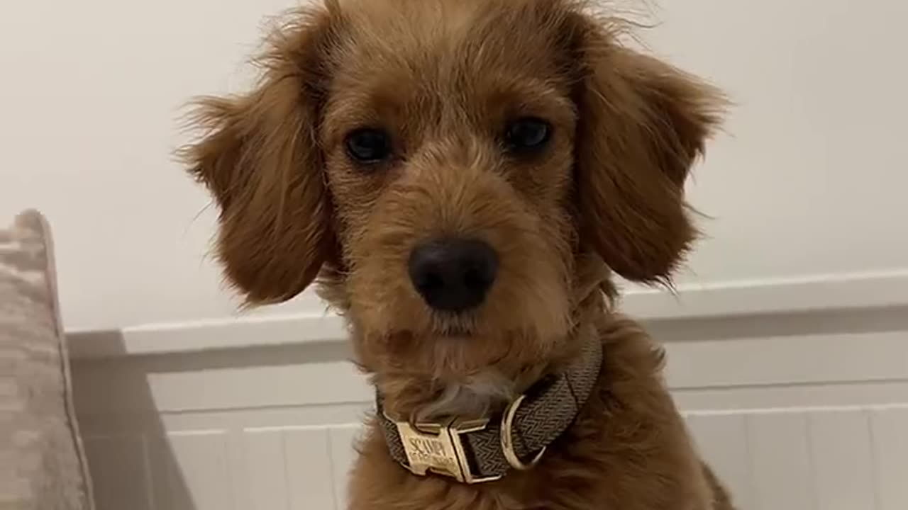 Snazzy Puppy Shows Off Different Hair Styles