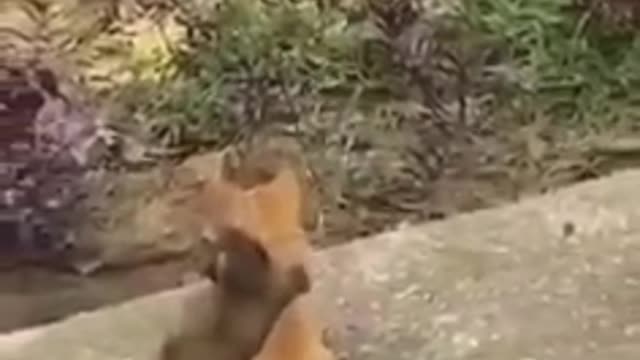 Funny moments 🐶 dog and 🐈 cat