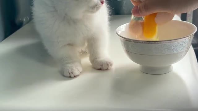 Little milk cat