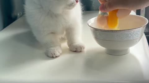 Little milk cat