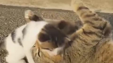 Best Funny Animal Videos Of The 2023 🤣😍