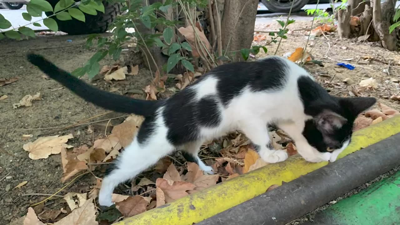 Little_Cat_Life, I Fed This Morning