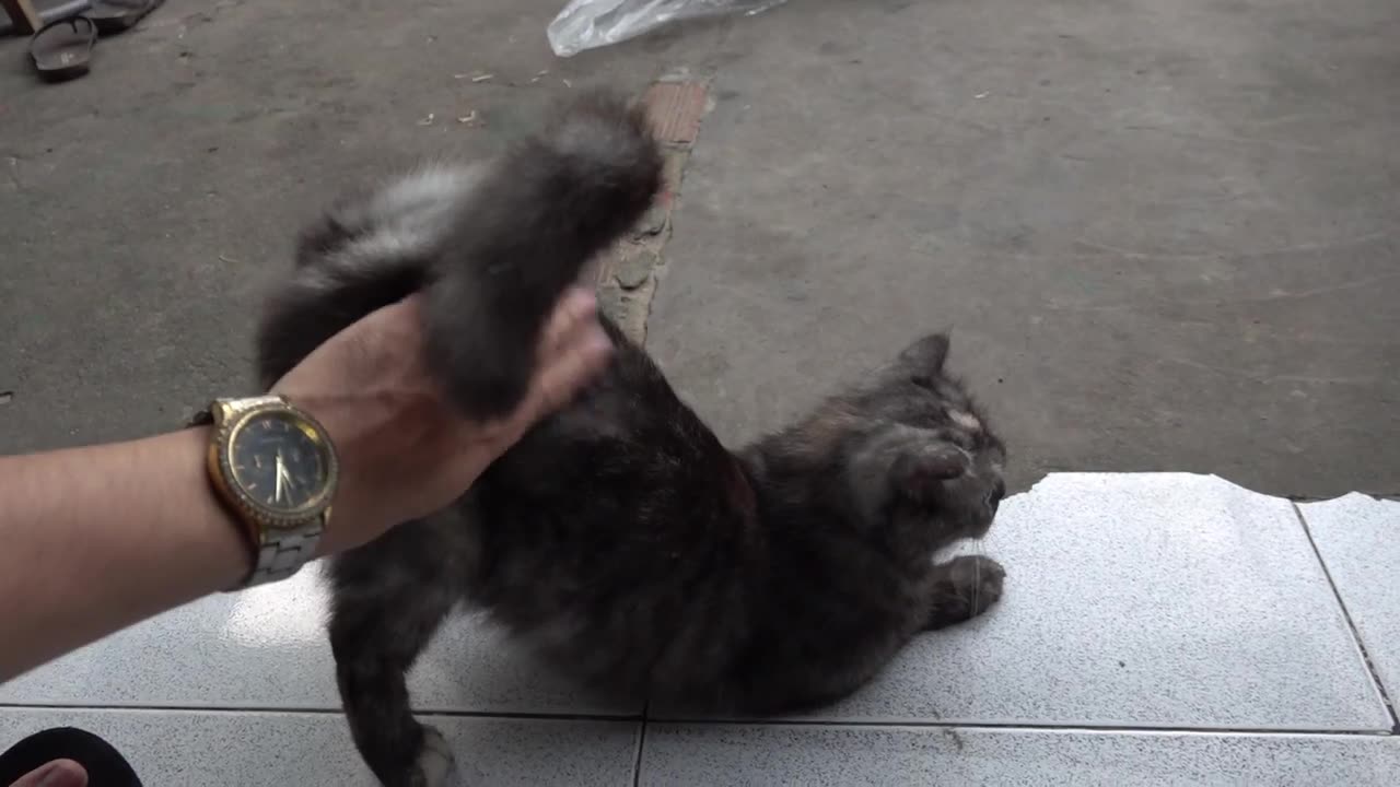 Beautiful CATs Family with 3 Generations Living Together