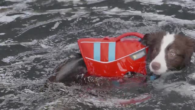 A Dog Swimming in the Pool