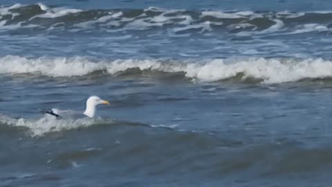 Herring Gull On The Sea By North Wales