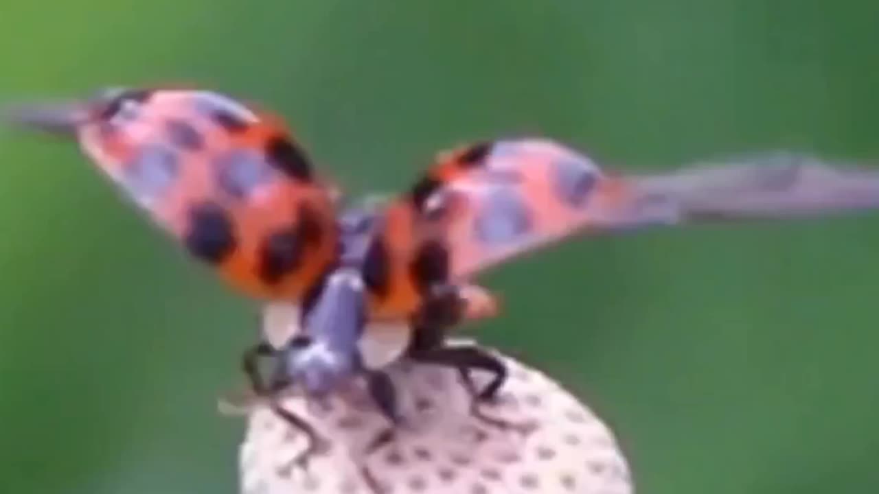 Ladybug Flying in macro