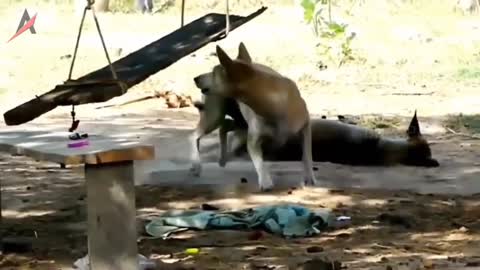 [ Part 2 ] Dog reaction when approached by a stuffed tiger and lion