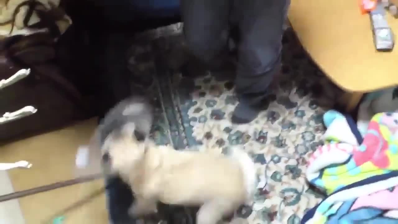 Top 10 dogs barking 2016 video is so cute