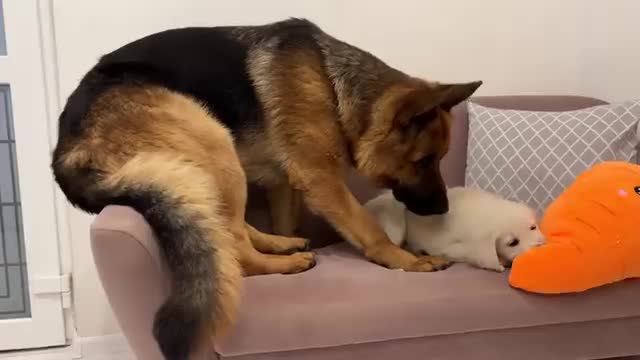 German Shepherd tries to make friends with a Tiny Puppy