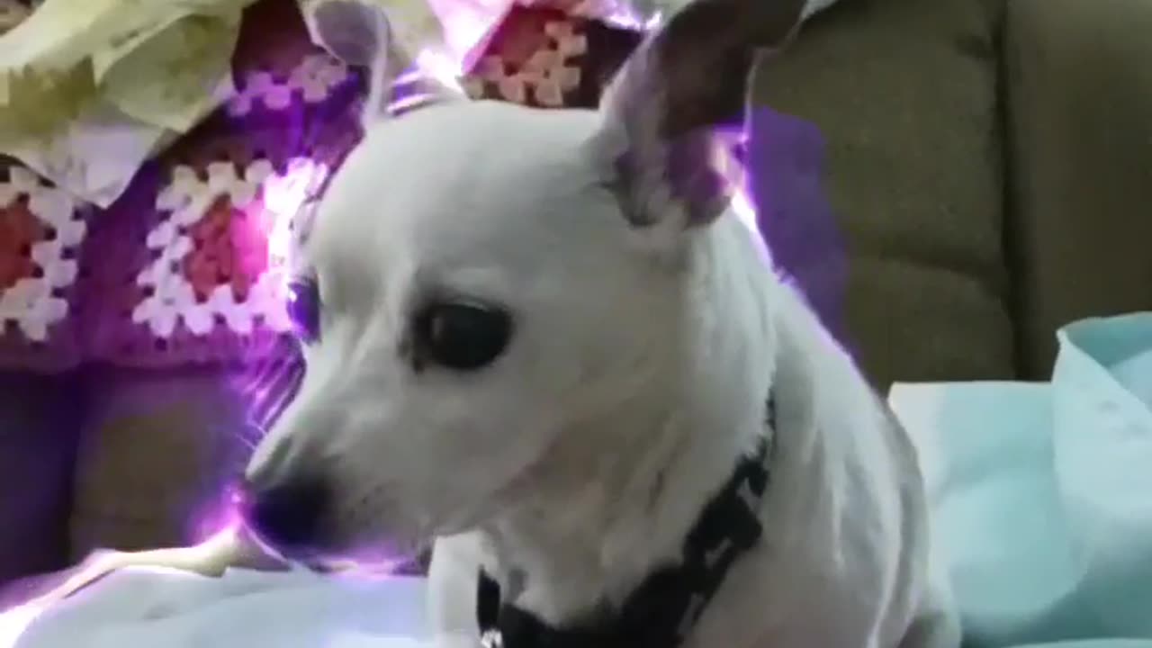 EMMIE THE Dog