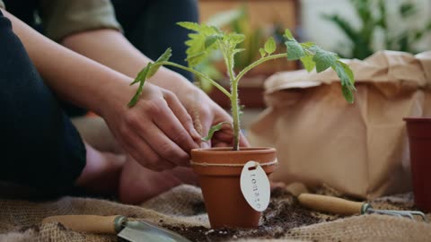 How to tomato plant video