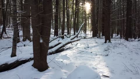 Will you talk to me when the snow freezes on the branches.