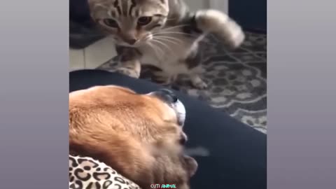 Funny dog and cat 😺 vedio