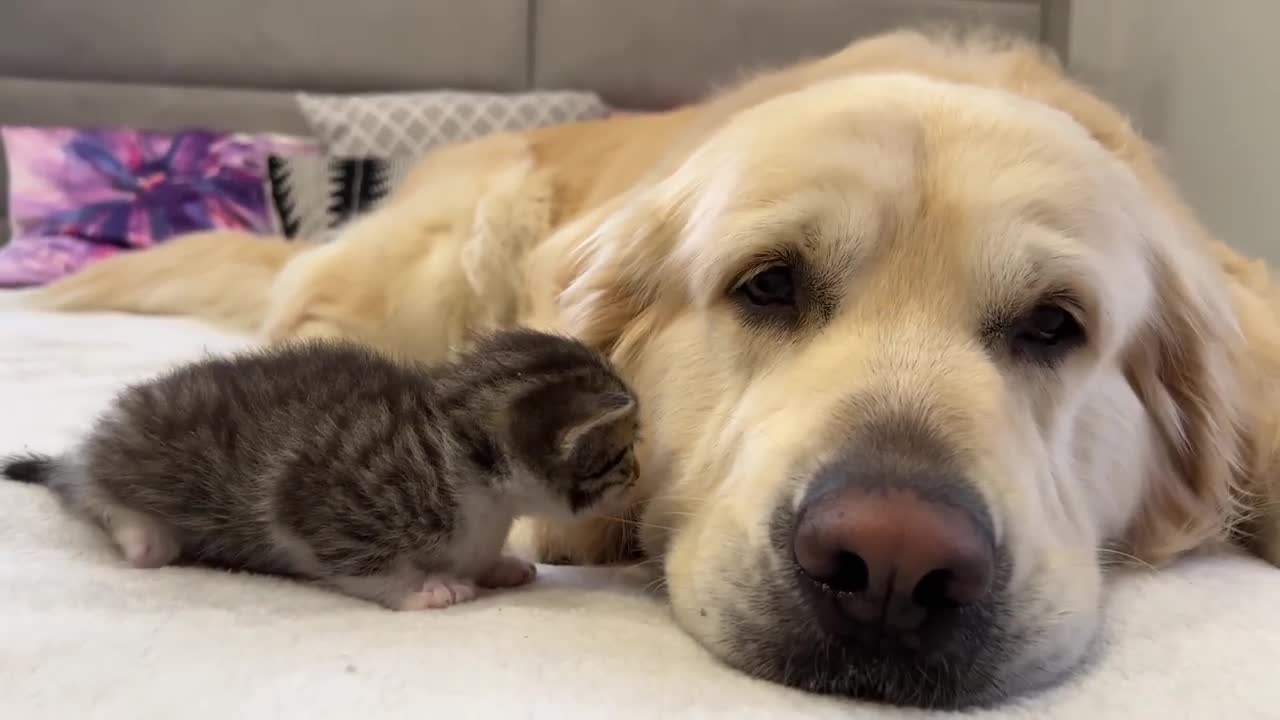 Tiny Kitten Loves a Golden Retriever