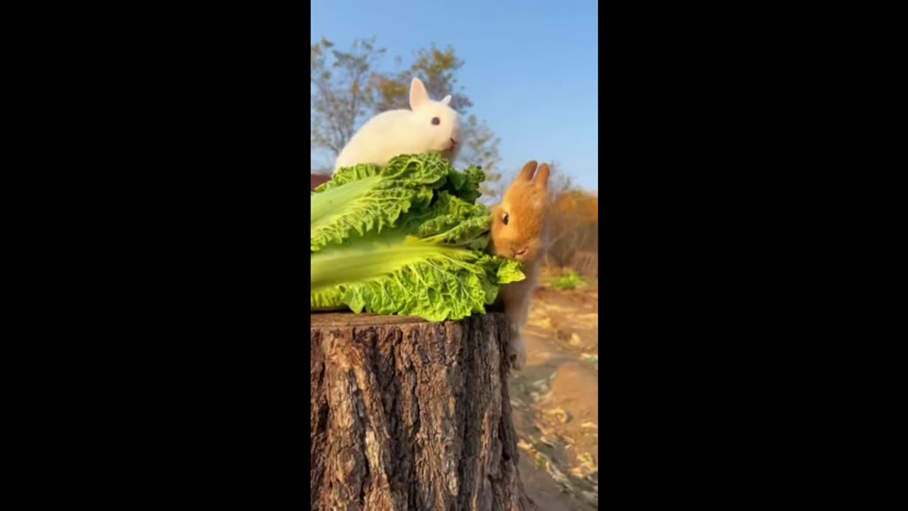 The little bunny eats fresh cabbage