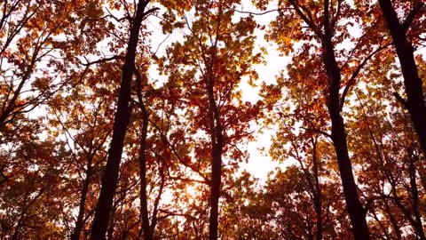 [4K] Autumn Leaves _ Drone Aerial View