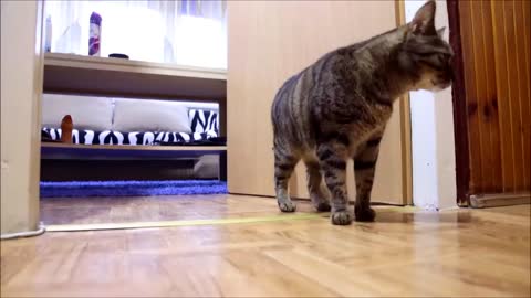 Cat Misses His Owner and He's Happy When Owner is Back - Funny Ending