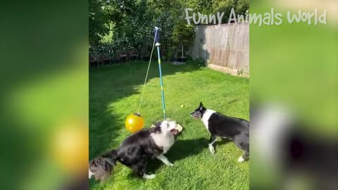Funniest Dogs And Cats Video 😅 😜👌
