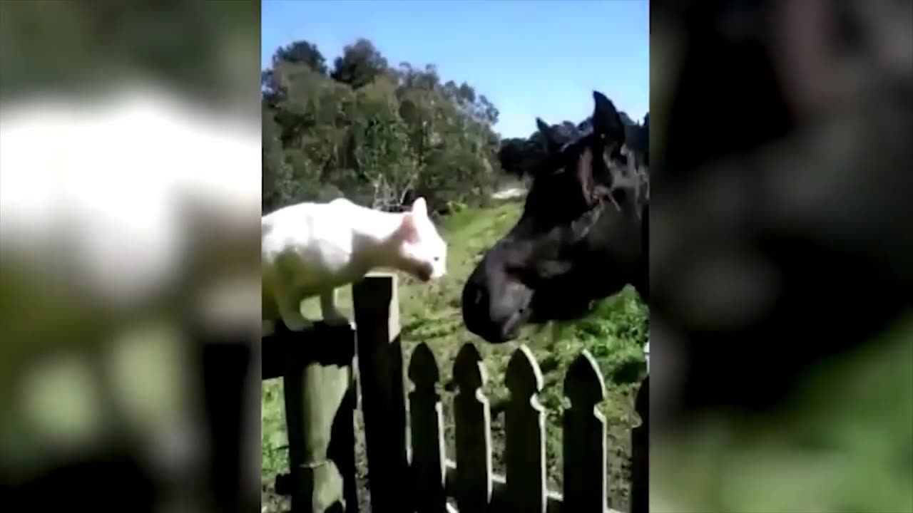 🙉 Funny Dogs, Cats and Animals Videos 🤩 TRY Not to Laugh!