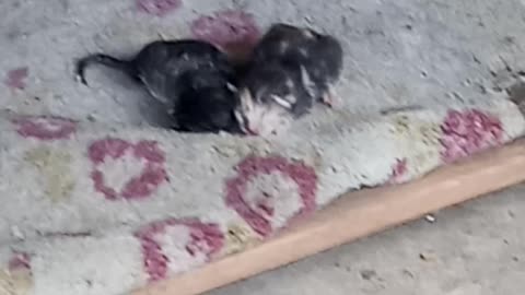 Cute kittens 😻