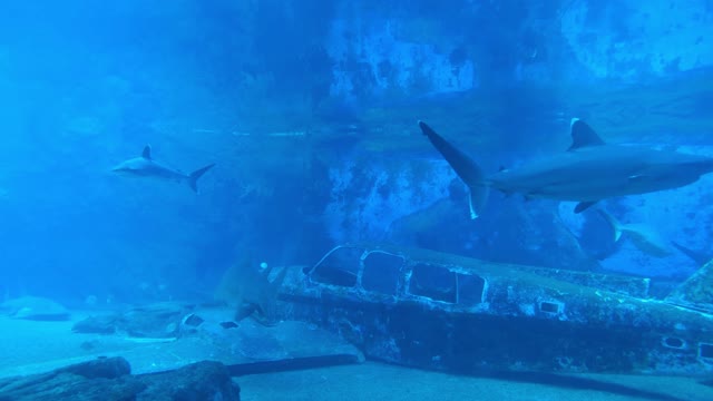 The fall of an American plane on the seabed.