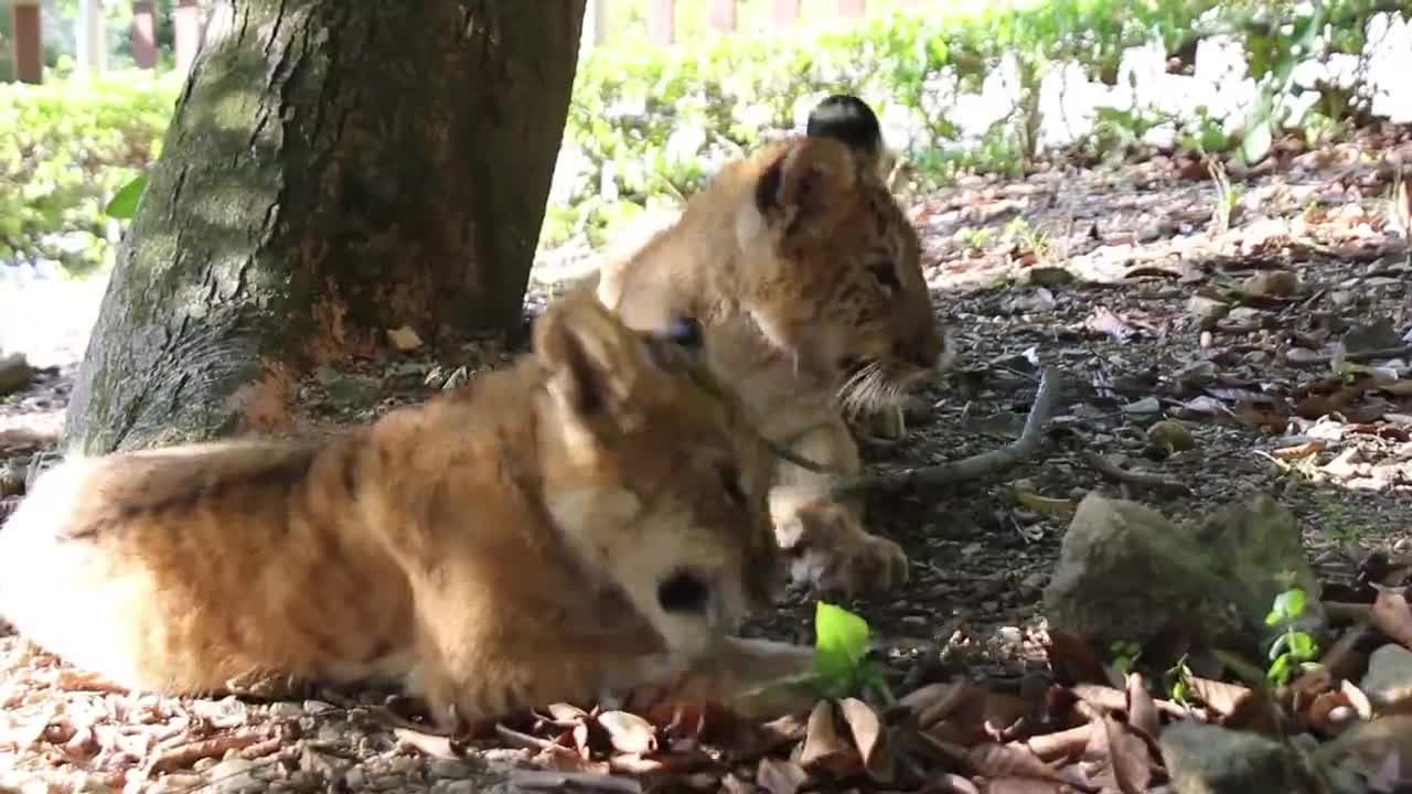 Two baby ligers playing Tiger