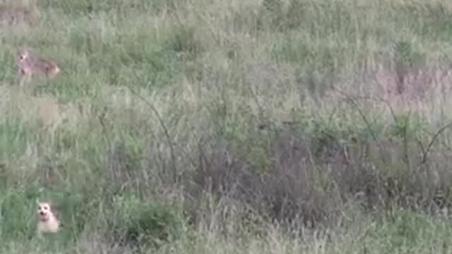 Wild dog vs hunter dog full fight