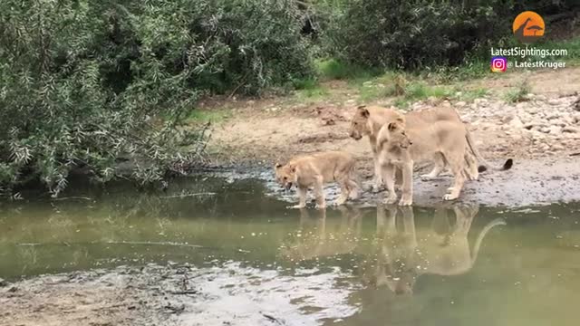 Lion Cubs Scared of Crossing Water_Cut