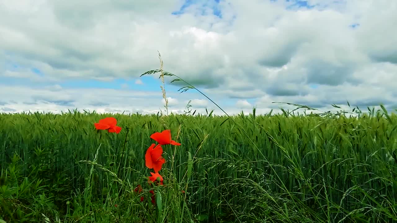 Flowers Clouds Wind Plant Nature Sunset Sun