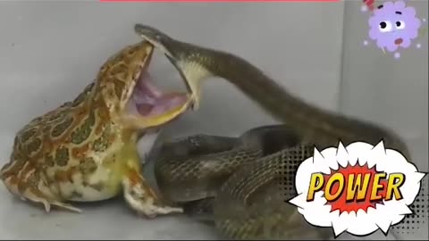 🐸 #frog vs 🐍 #snake #fight #reptiles.