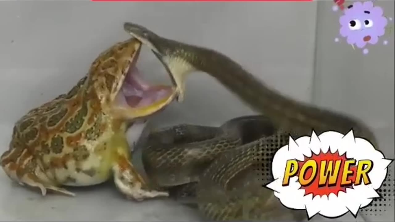 🐸 #frog vs 🐍 #snake #fight #reptiles.