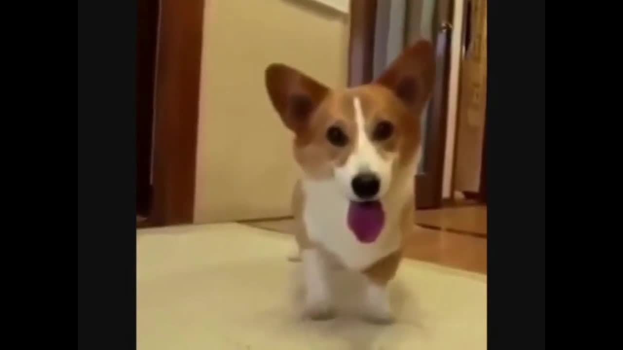 Funny cute dog excited to the ball