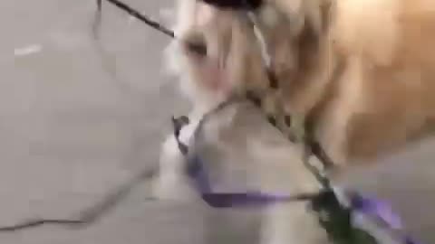 Funny animals