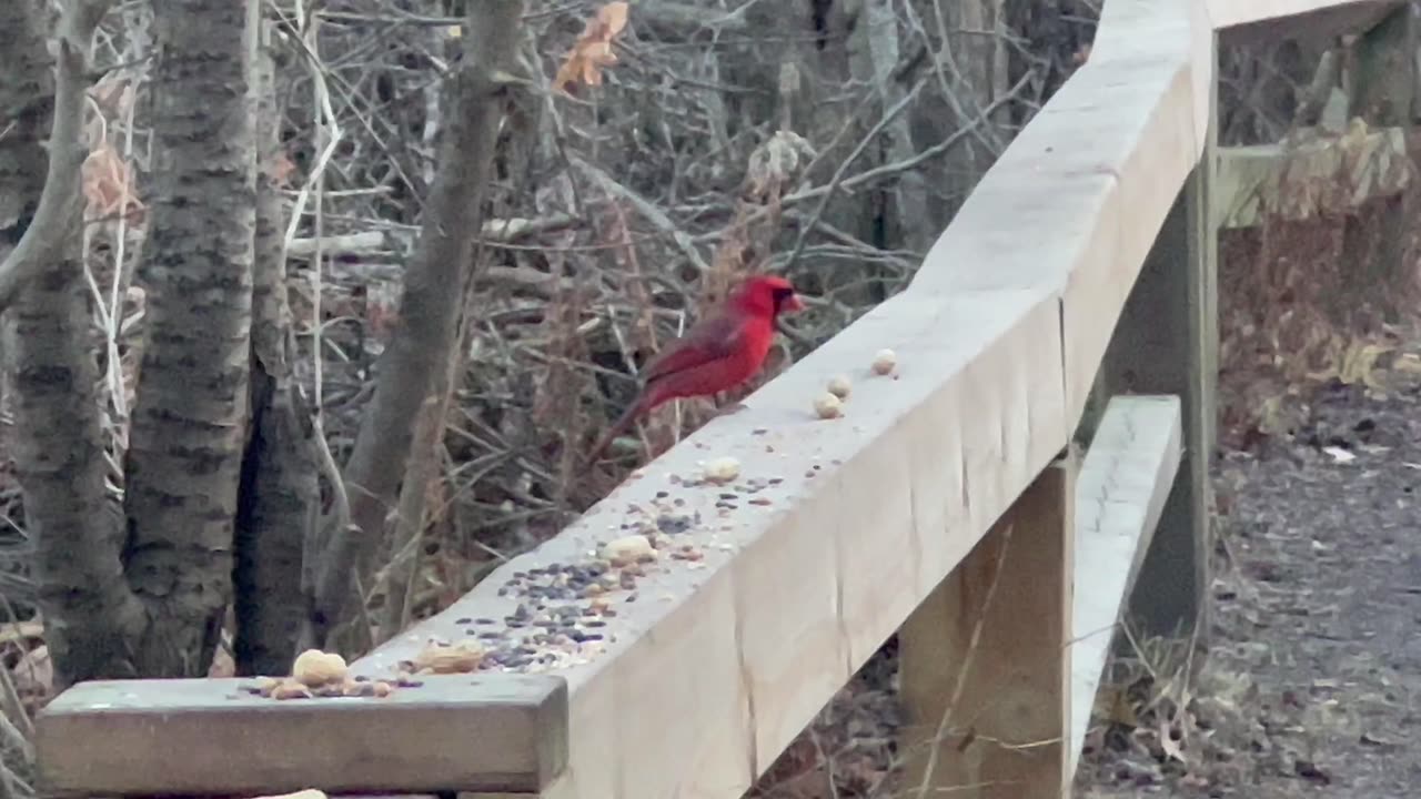 Cardinals Toronto James Gardens