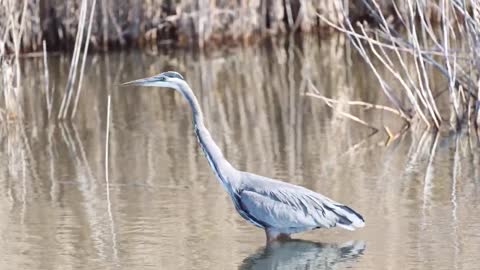 Great Blue Heron catches fish