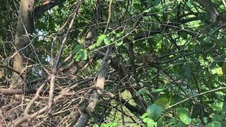 Red-Tailed squirrel resting in a branch