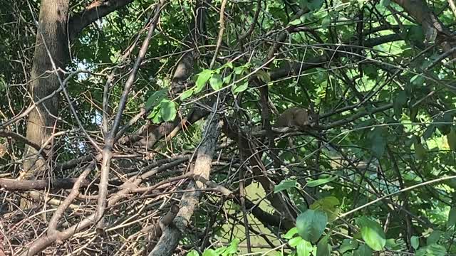 Red-Tailed squirrel resting in a branch