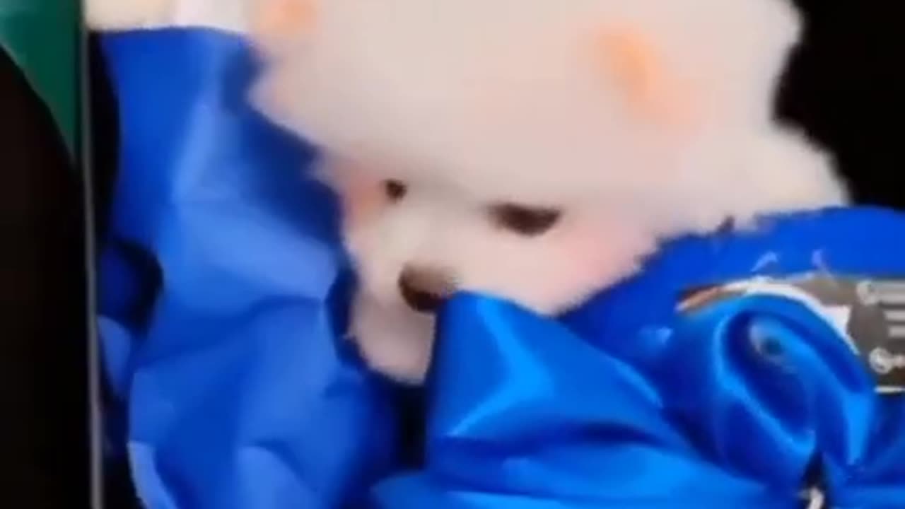 #CutePomeranian