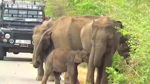 Baby Wild Elephant One The Rod With Family