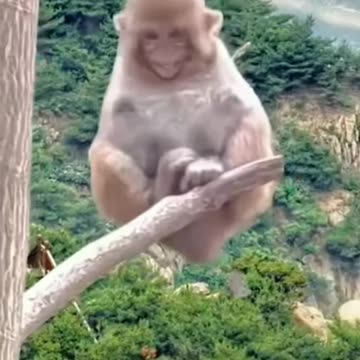 The monkey funniest tiger