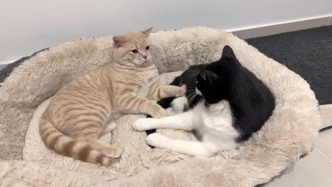 Cat Scolds Kitten For Playing With His Tail🤣🤣🤣