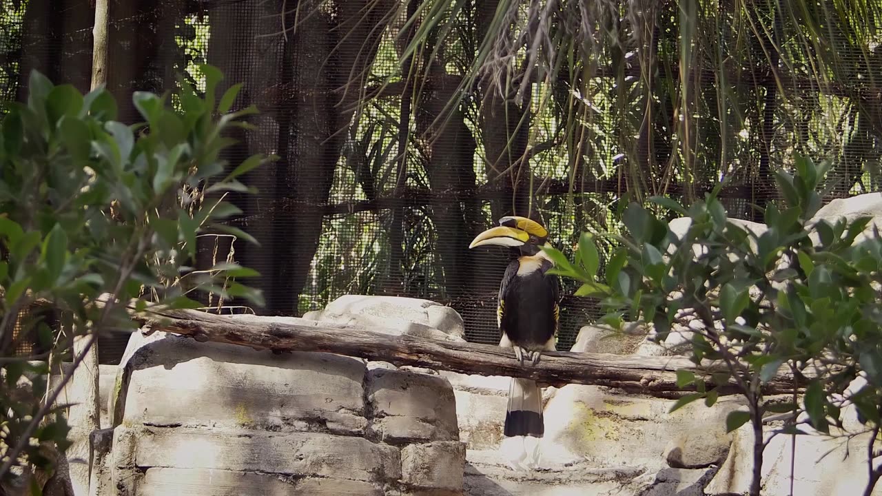 The Hornbill's Beak: An Evolutionary Marvel